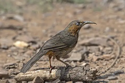 Rusty-cheeked Scimitar-Babbler