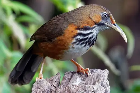 Black-streaked Scimitar Babbler