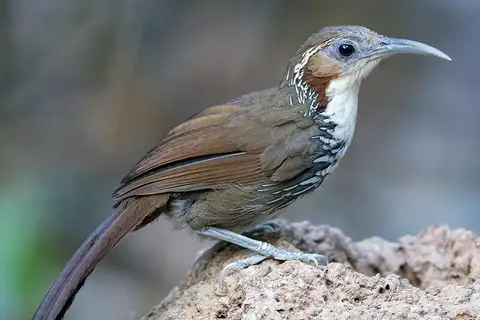 Large Scimitar Babbler