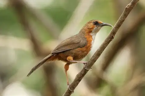 Red-eyed Scimitar-Babbler