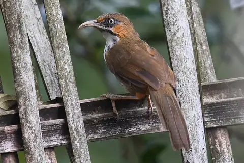 Spot-breasted Scimitar Babbler