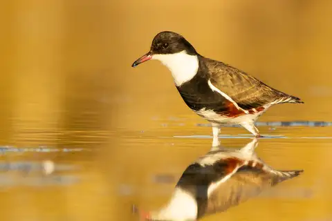 Red-kneed Dotterel