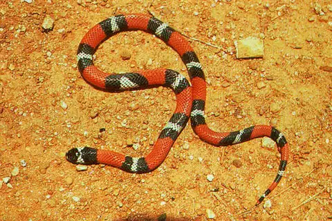 Aesculapian False Coral Snake