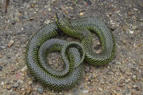 Yellow-bellied Liophis