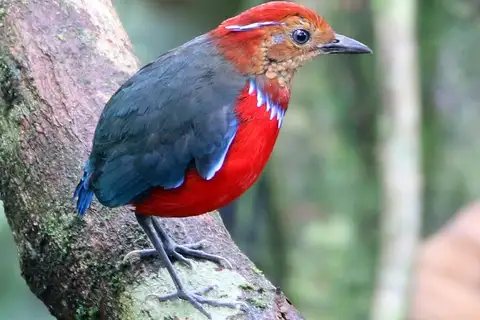 Blue-banded Pitta