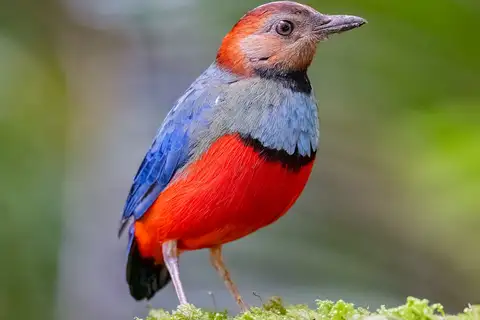 Sulawesi Pitta