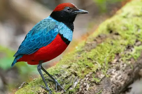 Sula Pitta
