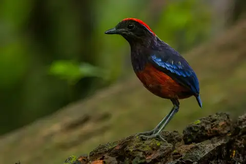 Garnet Pitta