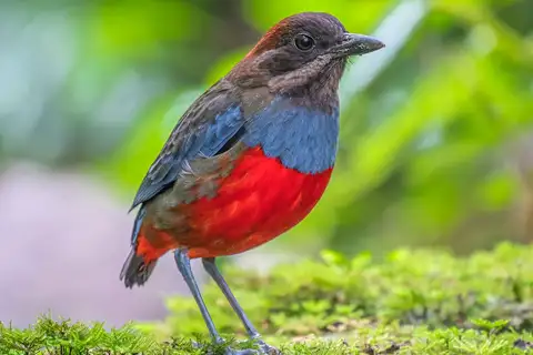 Whiskered Pitta