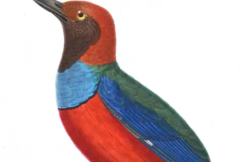 Papuan Pitta