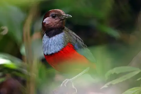 South Moluccan Pitta