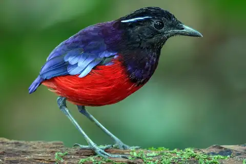 Black-crowned Pitta
