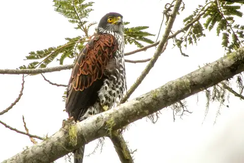 Chestnut-shouldered Goshawk