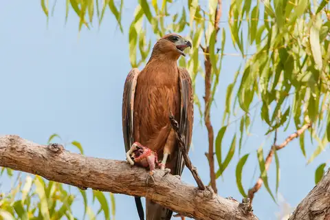 Red Goshawk