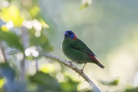 Red-eared Parrotfinch