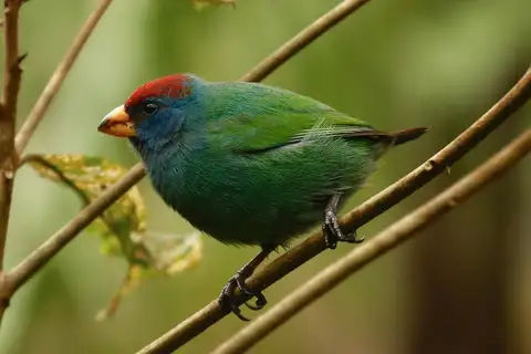 Royal Parrotfinch