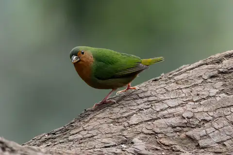 Tawny-breasted Parrotfinch