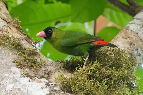 Pink-billed Parrotfinch