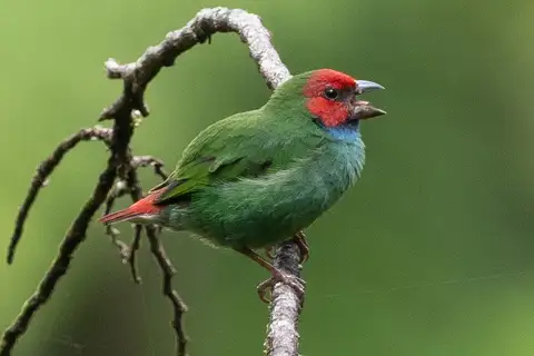 Fiji Parrotfinch
