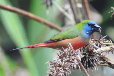 Pin-tailed Parrotfinch
