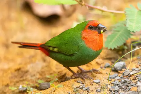 Red-throated Parrotfinch