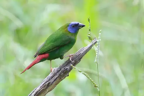 Blue-faced Parrotfinch