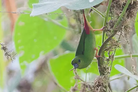 Green-faced Parrotfinch