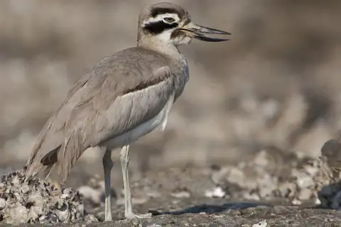 Great Stone-curlew