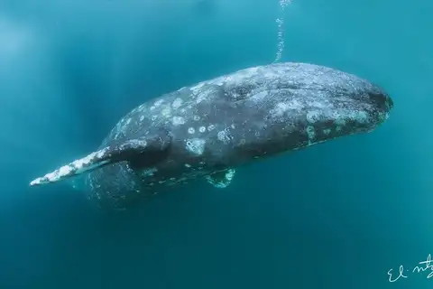 Grey Whale