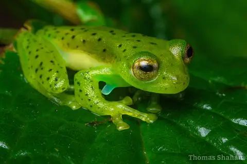 Emerald Glass Frog