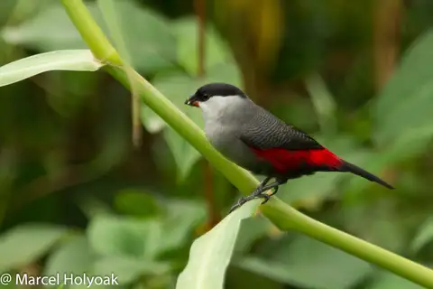 Black-headed Waxbill