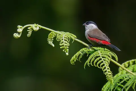 Kandt's Waxbill