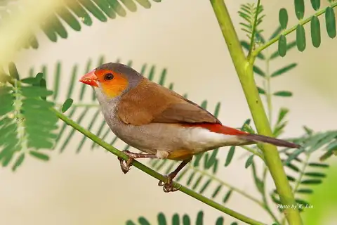 Orange-cheeked Waxbill