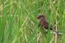 Black-lored Waxbill