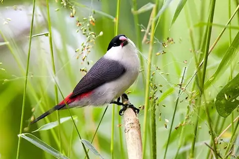 Black-crowned Waxbill