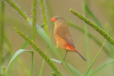 Anambra Waxbill