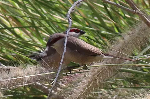 Arabian Waxbill