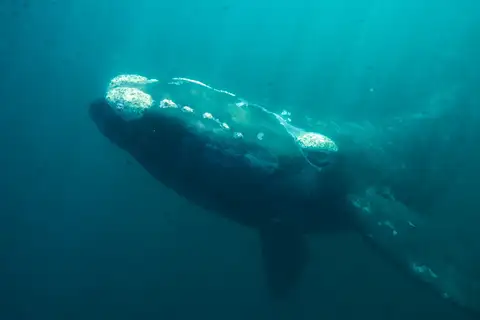 Southern Right Whale