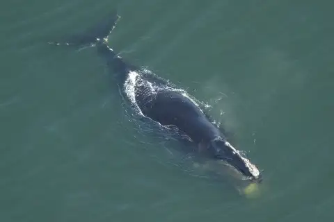 North Atlantic Right Whale