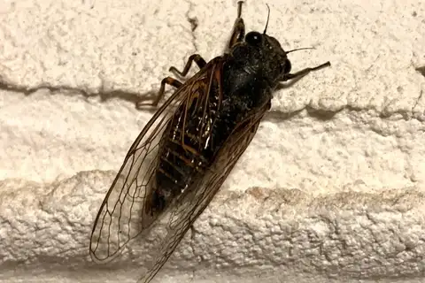 Euboeana castaneivaga