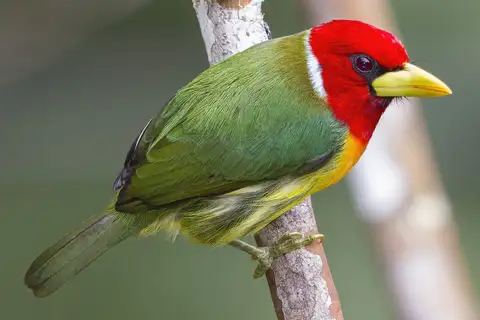 Red-headed Barbet