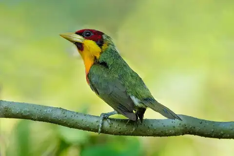Lemon-throated Barbet