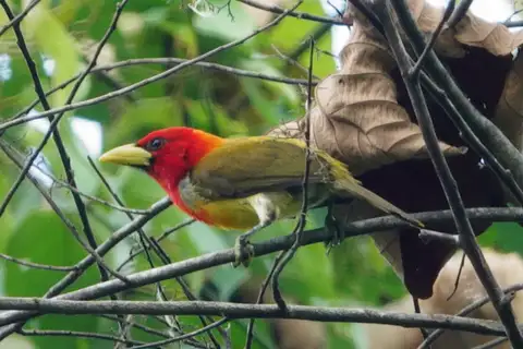 Scarlet-hooded Barbet