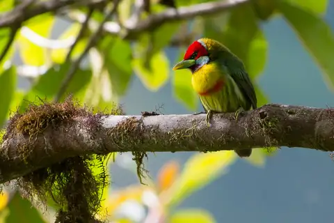Versicolored Barbet