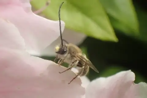 Japanese Longhorn