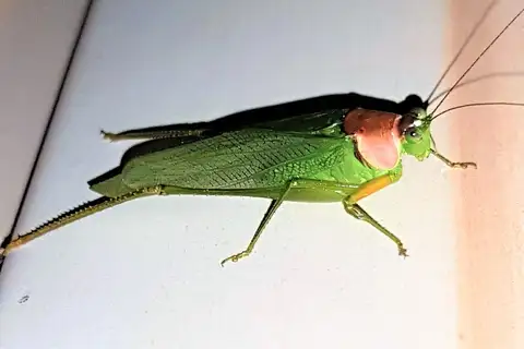 Euceraia atrosignata