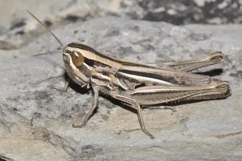 Iberian Straw Grasshopper