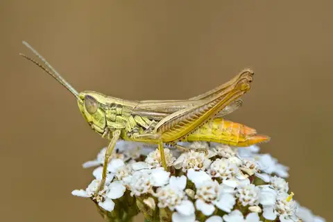 Common Straw Grasshopper