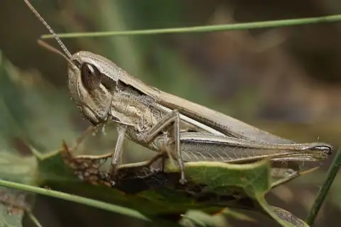 Jersey Grasshopper