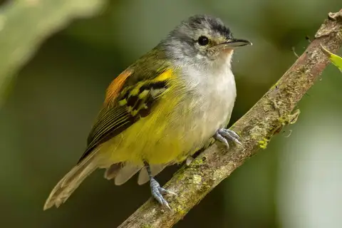 Rufous-rumped Antwren